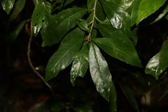 Argophyllum nullumense