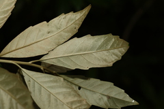 Argophyllum nullumense