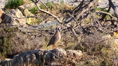 Alectoris chukar cypriotes