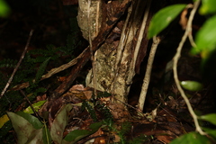 Argophyllum nullumense