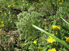 Selinum alatum