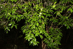 Argophyllum nullumense