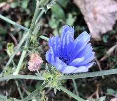 Cichorium intybus