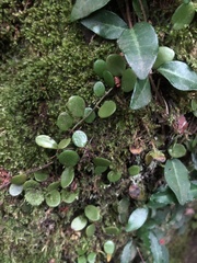 Lemmaphyllum microphyllum