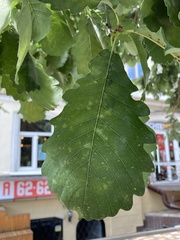 Quercus petraea
