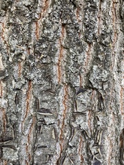 Quercus petraea