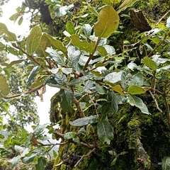Quercus semecarpifolia