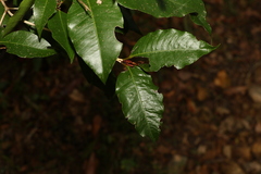 Backhousia leptopetala