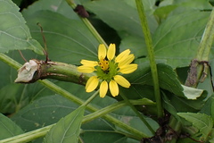 Wollastonia biflora