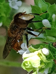 Copestylum haagii