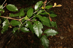 Backhousia leptopetala