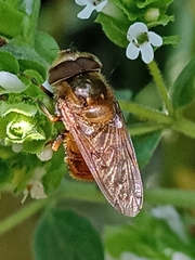 Copestylum haagii
