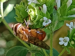 Copestylum haagii