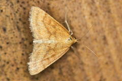 Psammotis pulveralis