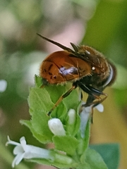 Copestylum haagii