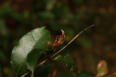 Backhousia leptopetala