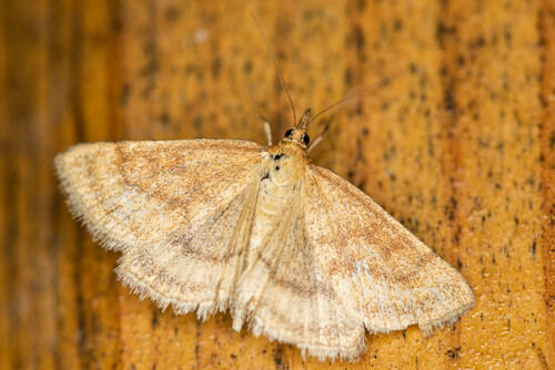 Scarce Marsh Pearl
