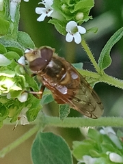Copestylum haagii