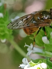 Copestylum haagii