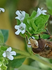 Copestylum haagii