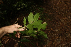 Backhousia leptopetala