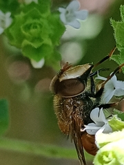 Copestylum haagii