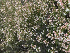 Erica spectabilis