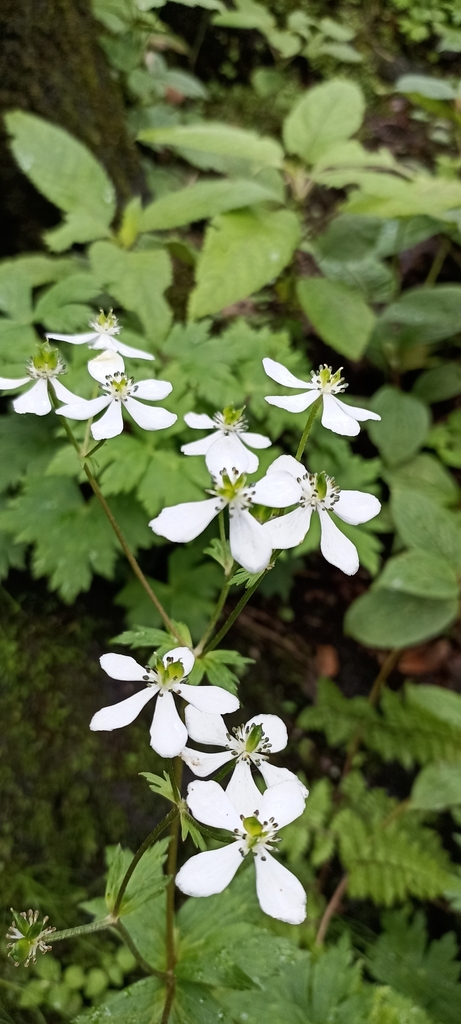 Anemone raui
