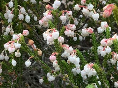Erica spectabilis