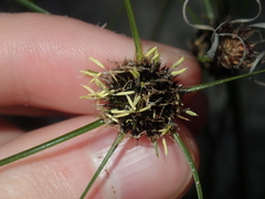 Schoenus curvifolius