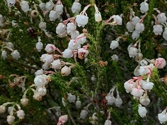 Erica spectabilis