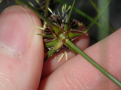 Schoenus curvifolius