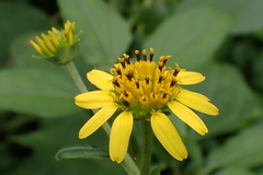 Wollastonia biflora