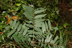 Dysoxylum rufum
