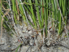 Schoenus curvifolius