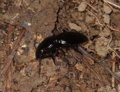 Oregus aereus