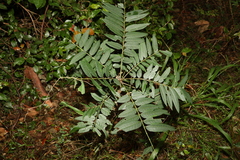 Dysoxylum rufum