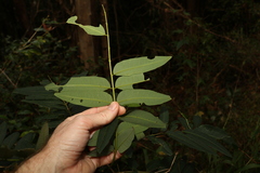 Dysoxylum rufum