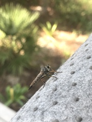 Tolmerus cingulatus