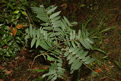 Dysoxylum rufum