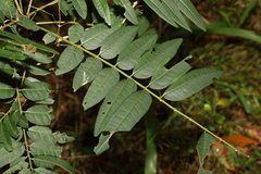 Dysoxylum rufum