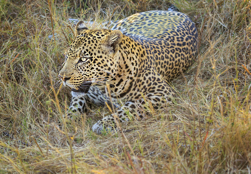 African Leopard