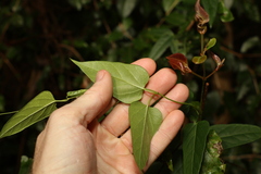 Leichhardtia longiloba