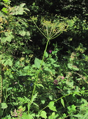 Eleutherospermum cicutarium