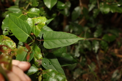 Leichhardtia longiloba