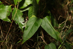 Leichhardtia longiloba