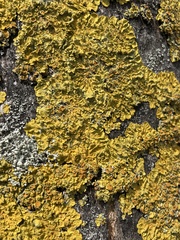 Xanthoria parietina