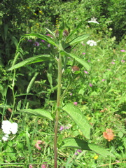 Centaurea phrygia salicifolia
