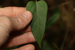 Leichhardtia longiloba