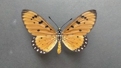 Acraea terpsicore